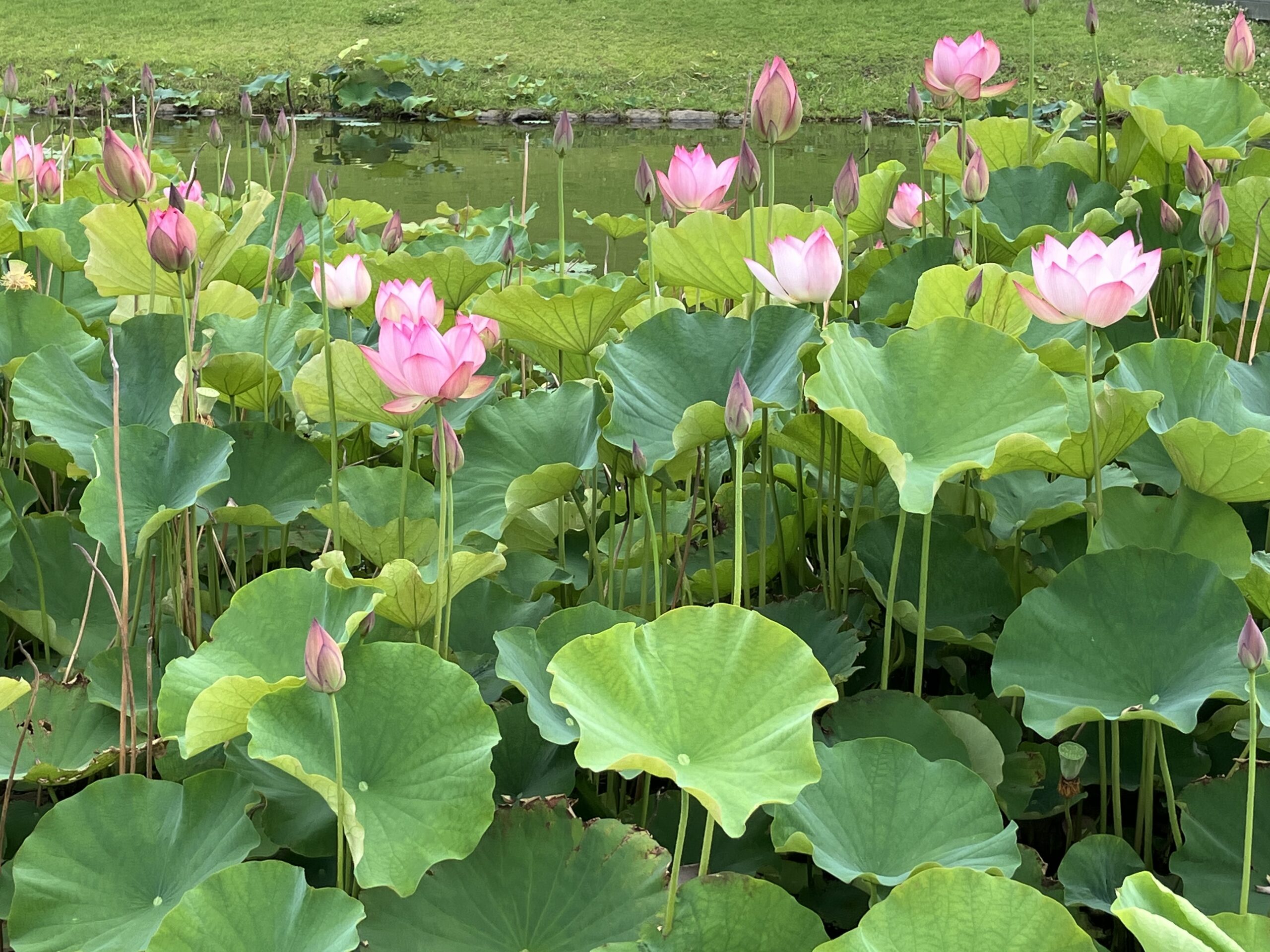 太田　館林